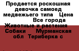 Продается роскошная девочка самоед медвежьего типа › Цена ­ 35 000 - Все города Животные и растения » Собаки   . Мурманская обл.,Териберка с.